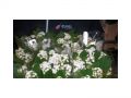 Ingrosso fiori
