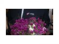 Ingrosso fiori