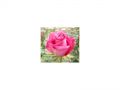 Ingrosso fiori
