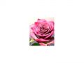 Ingrosso fiori