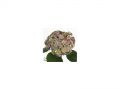 Ingrosso fiori