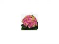 Ingrosso fiori