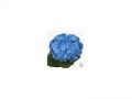 Ingrosso fiori