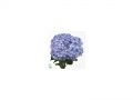 Ingrosso fiori