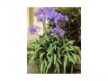 Ingrosso fiori