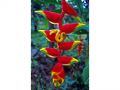 Ingrosso fiori