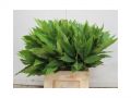 Ingrosso fiori
