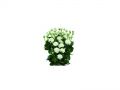 Ingrosso fiori