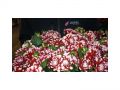 Ingrosso fiori