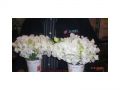 Ingrosso fiori