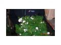 Ingrosso fiori