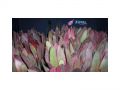 Ingrosso fiori