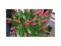 Ingrosso fiori