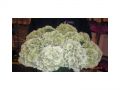Ingrosso fiori