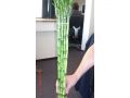 Ingrosso fiori