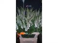 Ingrosso fiori