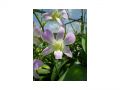 Ingrosso fiori