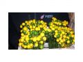 Ingrosso fiori