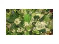 Ingrosso fiori