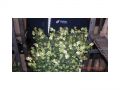 Ingrosso fiori