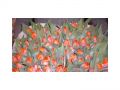 Ingrosso fiori