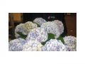 Ingrosso fiori