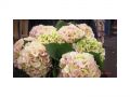 Ingrosso fiori