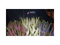 Ingrosso fiori