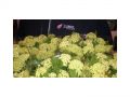 Ingrosso fiori