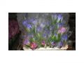 Ingrosso fiori