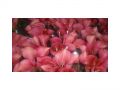 Ingrosso fiori
