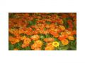 Ingrosso fiori