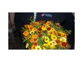 Ingrosso fiori
