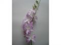 Ingrosso fiori