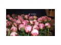 Ingrosso fiori